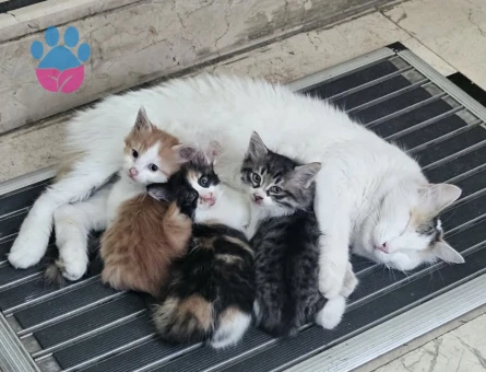 3 güzel kardeş için  yuva olmak ister misiniz - 9290 - Görsel 3