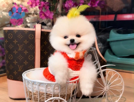 POMERANIAN ÜRETİM ÇİFTLİĞİNDEN - 9291