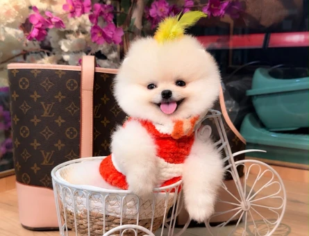 POMERANIAN ÜRETİM ÇİFTLİĞİNDEN - 9291