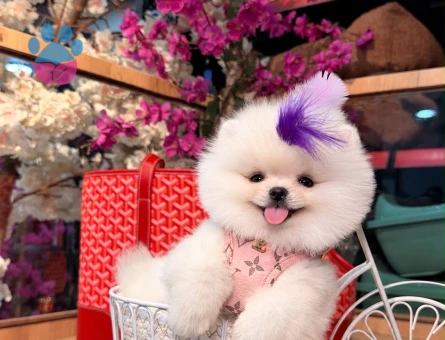 POMERANIAN ÜRETİM ÇİFTLİĞİNDEN - 9291 - Görsel 3