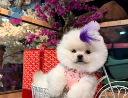 POMERANIAN ÜRETİM ÇİFTLİĞİNDEN - 9291 - Görsel 4