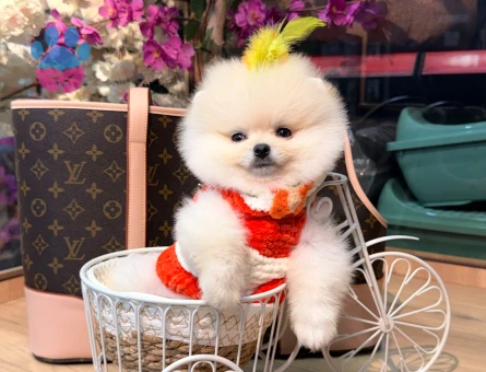 POMERANIAN ÜRETİM ÇİFTLİĞİNDEN - 9291 - Görsel 5