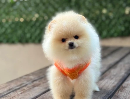 POMERANIAN ÜRETİM ÇİFTLİĞİNDEN - 9292