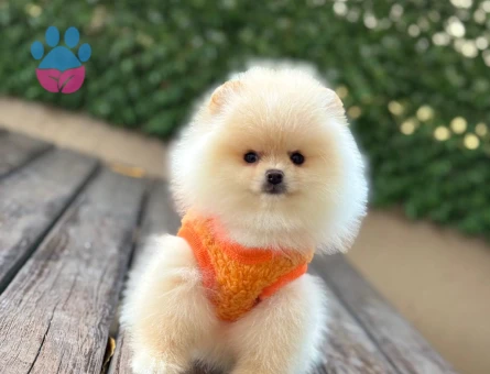 POMERANIAN ÜRETİM ÇİFTLİĞİNDEN - 9292 - Görsel 5