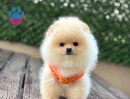 POMERANIAN ÜRETİM ÇİFTLİĞİNDEN - 9292 - Görsel 4
