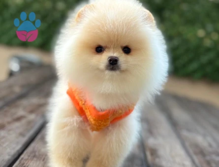 POMERANIAN ÜRETİM ÇİFTLİĞİNDEN - 9292 - Görsel 3