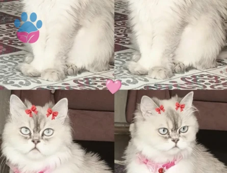 British Longhair 1 Yaşında Yuva Arıyor - 9294 - Görsel 2