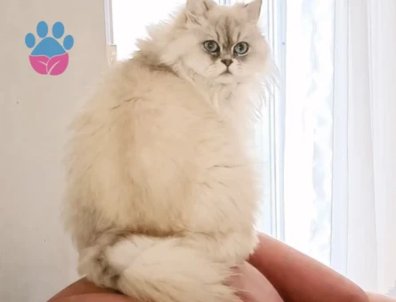 British Longhair 1 Yaşında Yuva Arıyor - 9294 - Görsel 3
