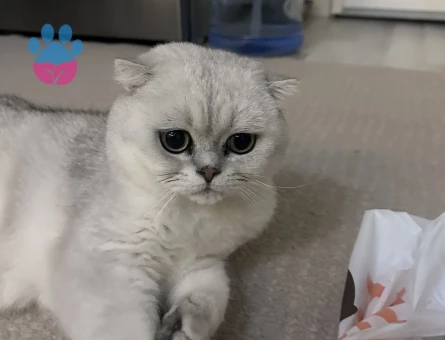Scottish Fold Erkek Kısırlaştırılmış - 9296 - Görsel 2