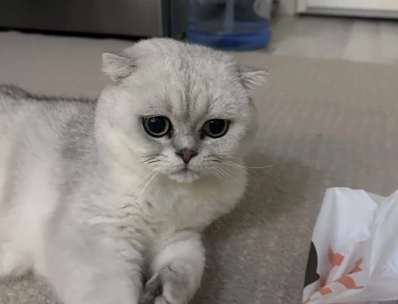 Scottish Fold Erkek Kısırlaştırılmış - 9296