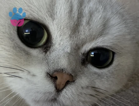 Scottish Fold Erkek Kısırlaştırılmış - 9296 - Görsel 3
