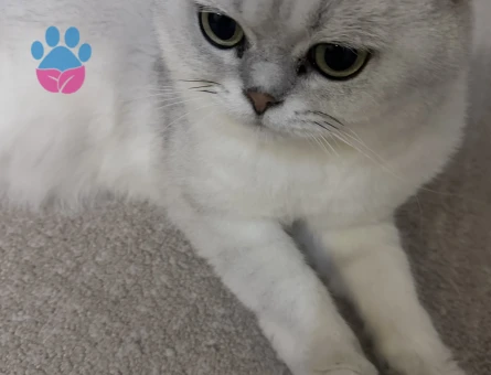 Scottish Fold Erkek Kısırlaştırılmış - 9296 - Görsel 4
