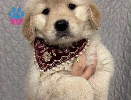 Golden Retriever Yavrumuz Güzel bebeklerimiz - 9298 - Görsel 3