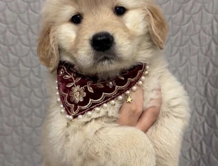 Golden Retriever Yavrumuz Güzel bebeklerimiz - 9298