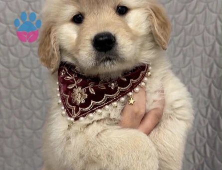 Golden Retriever Yavrumuz Güzel bebeklerimiz - 9298 - Görsel 4