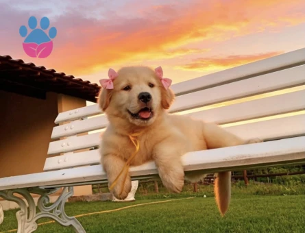 Golden Retriever Yavrumuza Güzel Bir Yuva - 9299