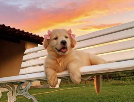 Golden Retriever Yavrumuza Güzel Bir Yuva - 9299