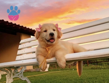 Golden Retriever Yavrumuza Güzel Bir Yuva - 9299 - Görsel 4