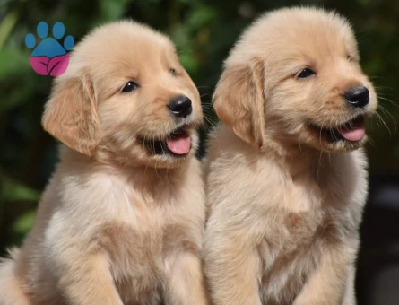 Güler Yüzlü Golden Retriever Yavrumuz Yeni Yuvasını Bekliyor - 9300