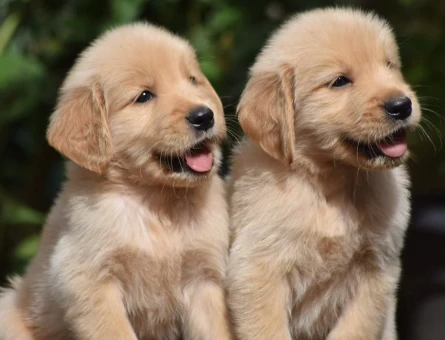 Güler Yüzlü Golden Retriever Yavrumuz Yeni Yuvasını Bekliyor - 9300