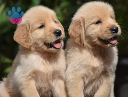 Güler Yüzlü Golden Retriever Yavrumuz Yeni Yuvasını Bekliyor - 9300 - Görsel 4