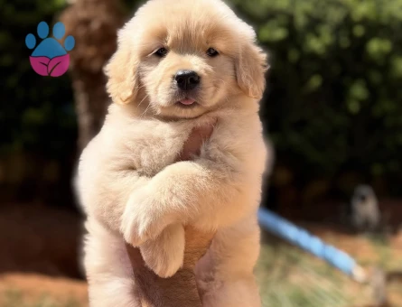 Minik Patili Golden Retriever Yavrumuz Yeni Ailesini Arıyor - 9301