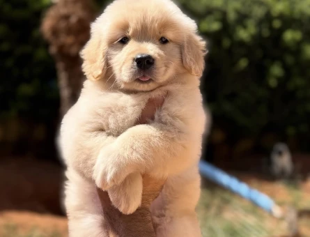 Minik Patili Golden Retriever Yavrumuz Yeni Ailesini Arıyor - 9301