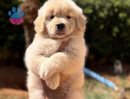 Minik Patili Golden Retriever Yavrumuz Yeni Ailesini Arıyor - 9301 - Görsel 3