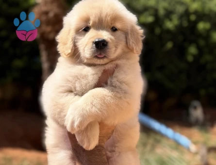 Minik Patili Golden Retriever Yavrumuz Yeni Ailesini Arıyor - 9301 - Görsel 4