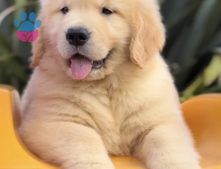Golden Retriever Yavrumuz Ömürlük Dostunu Arıyor - 9302