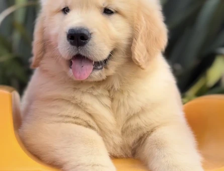 Golden Retriever Yavrumuz Ömürlük Dostunu Arıyor - 9302