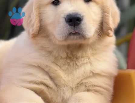 Golden Retriever Yavrumuz Ömürlük Dostunu Arıyor - 9302 - Görsel 3