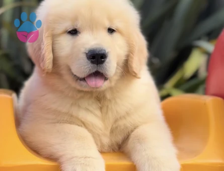 Golden Retriever Yavrumuz Ömürlük Dostunu Arıyor - 9302 - Görsel 4