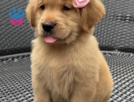 Golden Retriever Yavrumuza Sevgi Dolu Bir Aile - 9303