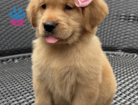 Golden Retriever Yavrumuza Sevgi Dolu Bir Aile - 9303 - Görsel 4