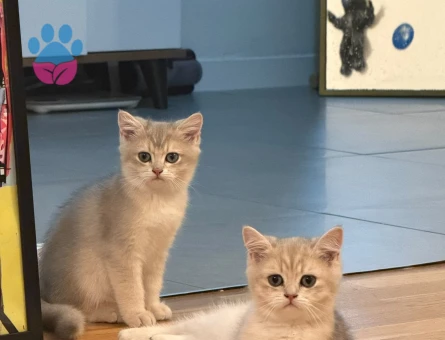 British shorthair golden ay erkek yavru - 9304 - Görsel 3
