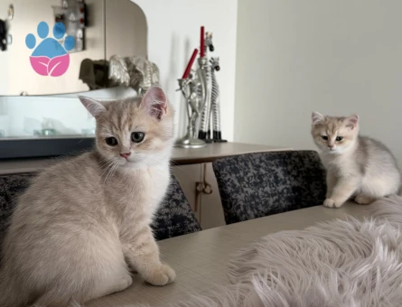 British shorthair golden ay erkek yavru - 9304 - Görsel 2