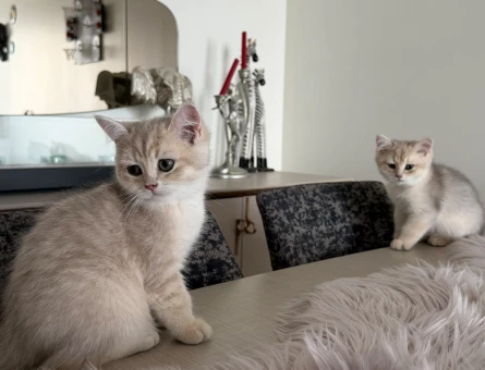 British shorthair golden ay erkek yavru - 9304