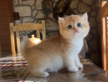 Golden British Shorthair NY12 Yavrular (wcf kayıtlı)