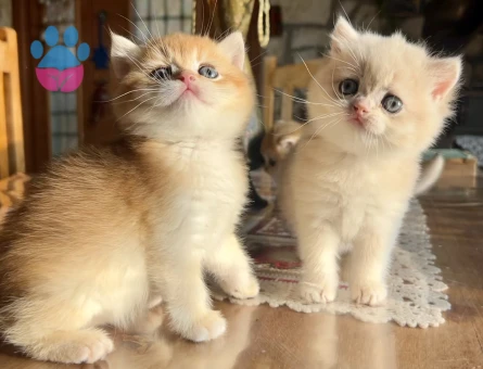 Golden British Shorthair NY12 Yavrular (wcf kayıtlı)