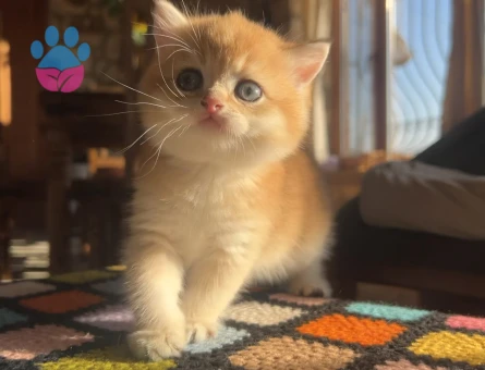 Golden British Shorthair NY12 Yavrular (wcf kayıtlı)