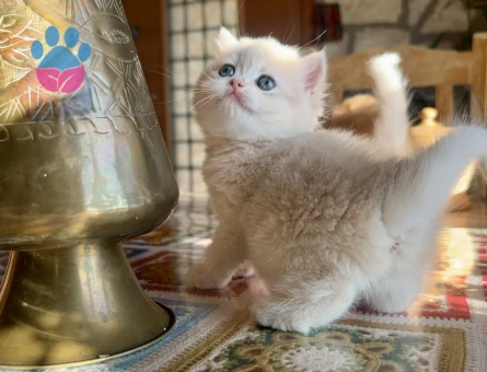 Golden British Shorthair NY12 Yavrular (wcf kayıtlı)