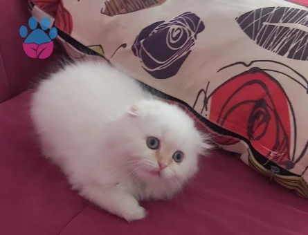 Scottish Fold 3 Aylık Dişi Yuva Arıyor