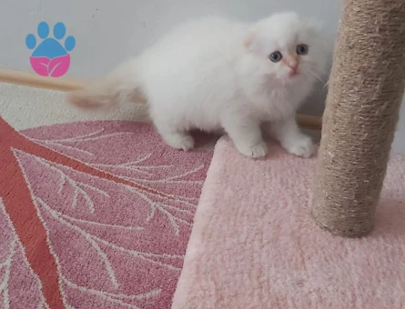 Scottish Fold 3 Aylık Dişi Yuva Arıyor
