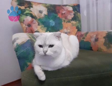 Scottish Fold 2 Yaşında Yuva Arıyor