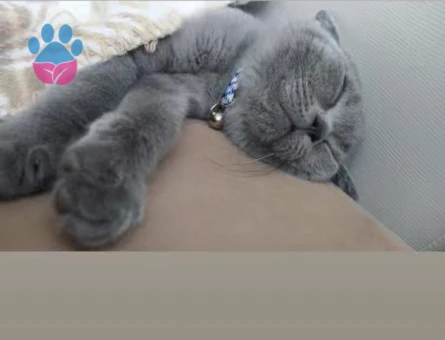 British Shorthair 5 Aylık Yavru Kedimi Sahiplendirmek İstiyorum