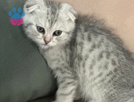 Scottish Fold Pati Yuva Arıyor