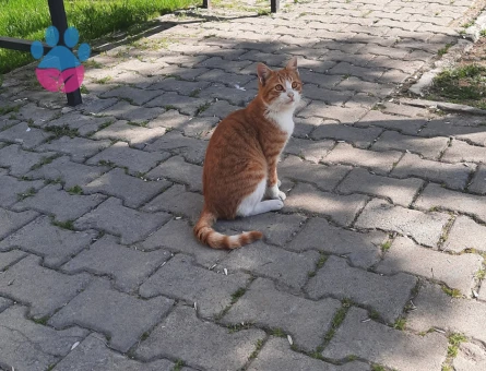 Sahipleri sokağa terketmiş, sıcak bir yuva arıyor