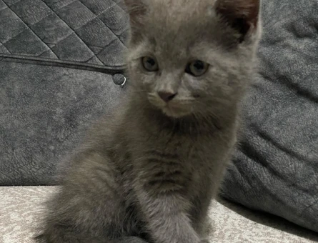 Safkan Dişi Yavru Britsh 3 Aylık