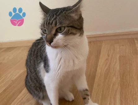 1 Yaşında Tekir Acil Yuva Arıyıor